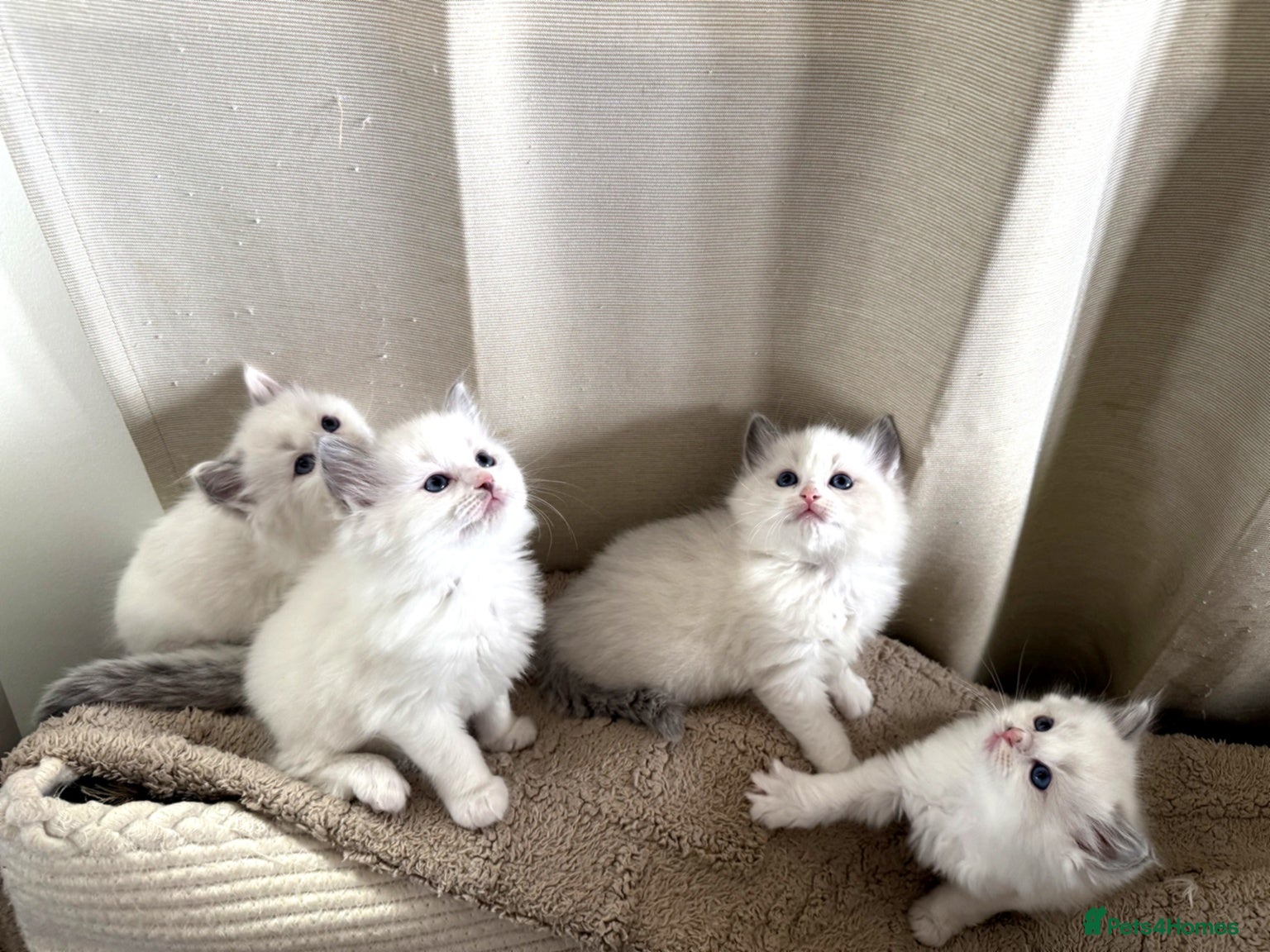 Ragdoll cats Beautiful Ragdoll Kittens – Ready for Loving Homes - Advert 2