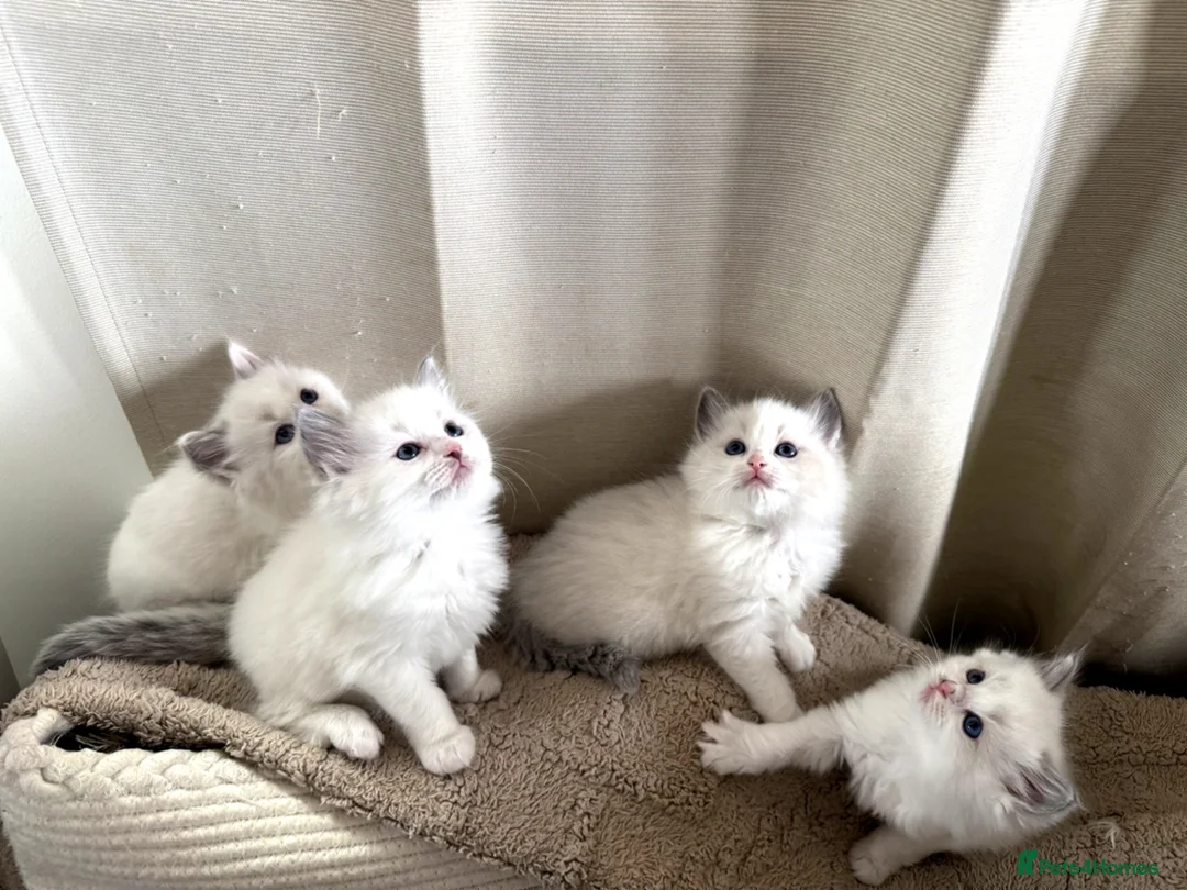 Ragdoll cats for sale: Beautiful Ragdoll Kittens – Ready for Loving Homes - Advert 1
