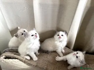 Ragdoll cats Beautiful Ragdoll Kittens – Ready for Loving Homes - Advert 1