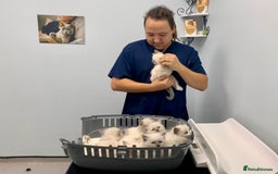 Ragdoll cats for sale: Beautiful champion lines purebred Ragdoll kittens - Image 18