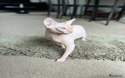 Sphynx cats for stud: Pedigree Elf Boy available for stud - Image 4