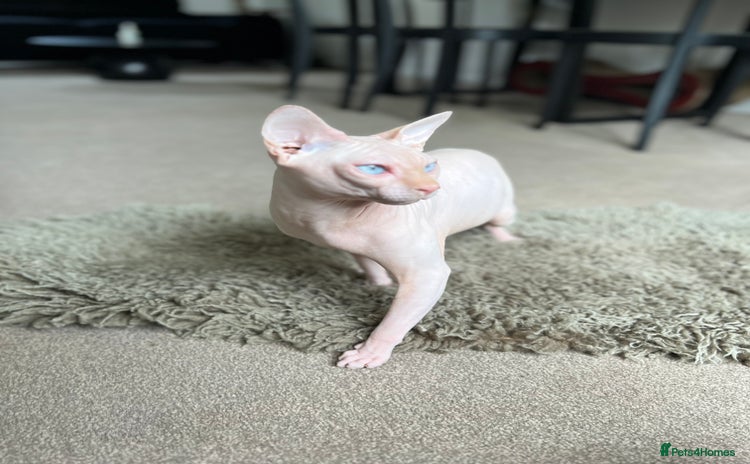 Sphynx cats - Advert 1