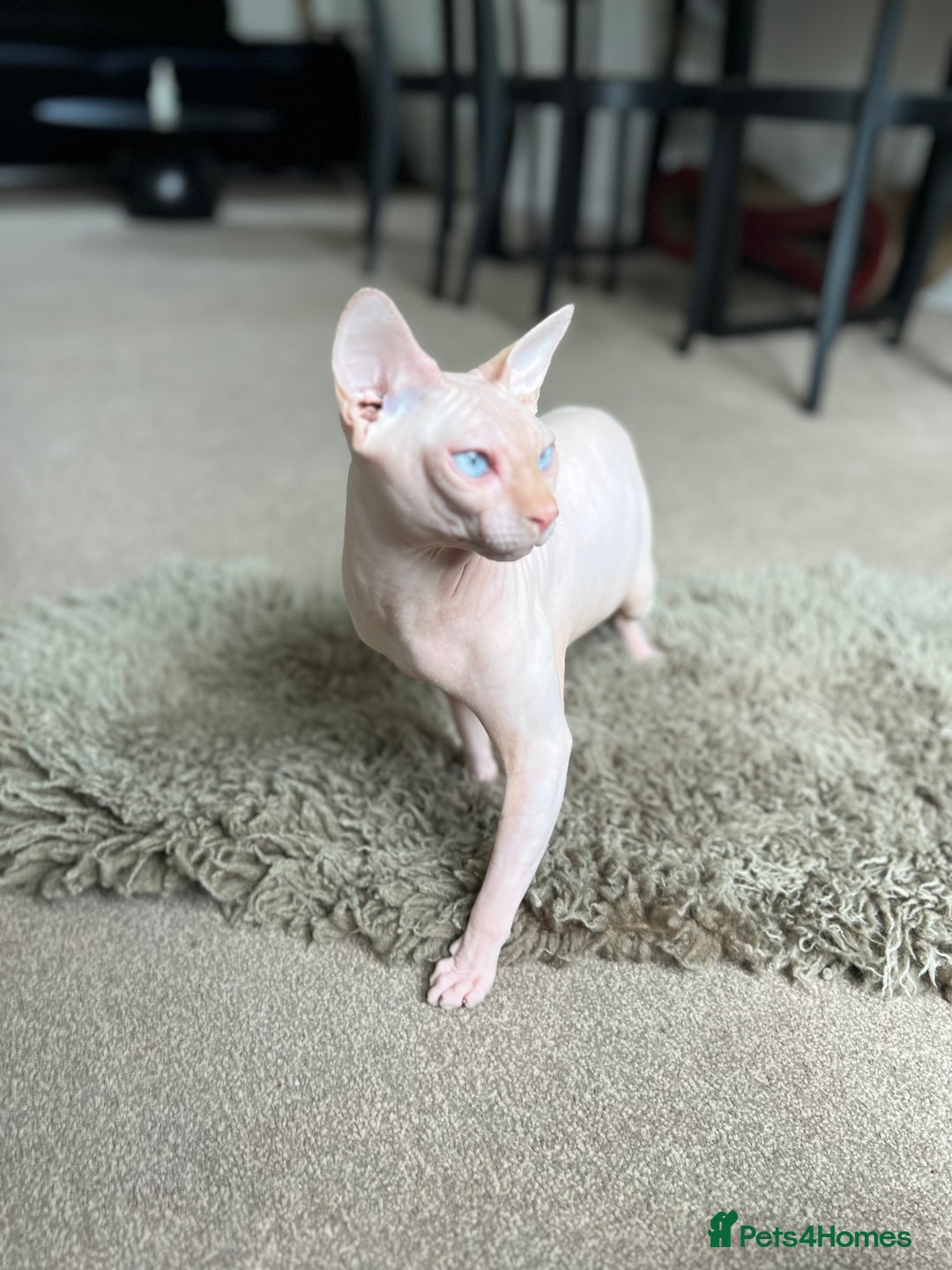 Sphynx cats for stud: Pedigree Elf Boy available for stud - Image 4