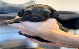 Schnoodle dogs for sale: Gorgeous schnoodle puppies  - Image 17