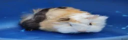 Guinea Pig rodents for sale: 3 Peruvian Baby Boars - Advert 3