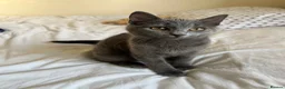 Mixed Breed cats for sale: Beautiful gray female kitten - Advert 3