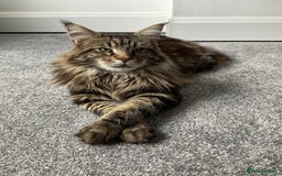 Maine Coon cats for stud: My very large beautiful main coon - Image 1