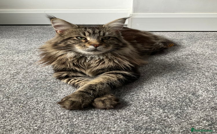Maine Coon cats - Advert 1