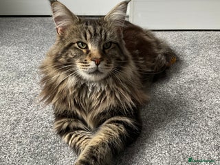 Maine Coon cats - Advert 25