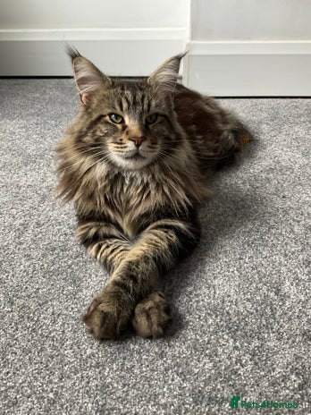 Maine Coon cats My very large beautiful main coon - Advert 2