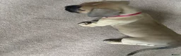 Cane Corso dogs for sale: Grand champion bloodline Cane Corso puppies  - Advert 16