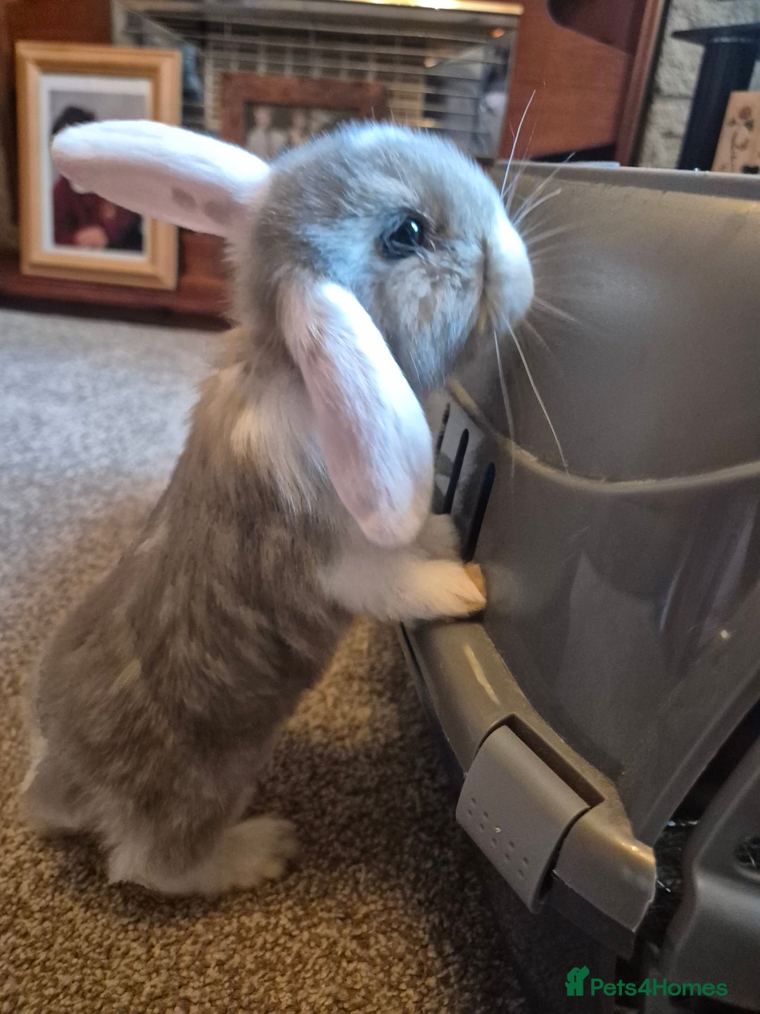 Mini Lop rabbits for sale: Lovely Male Mini Lop looking for loving new home  - Advert 2