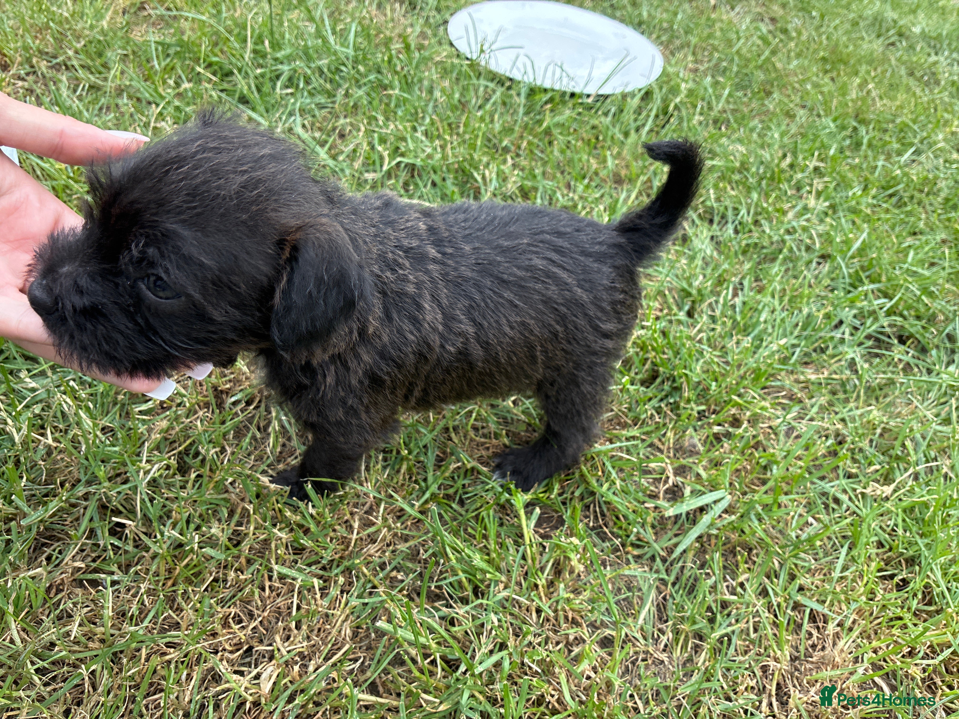 Mixed Breed dogs for sale: Patterdale Lakeland’s - Advert 9