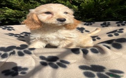 Cockapoo dogs for sale: 5 lovely f1 cockapoos  - Image 19