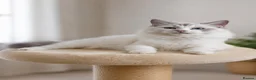 Ragdoll cats for sale: Beautiful Tica Registered Kittens Ragdoll - Advert 9