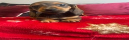 Miniature Dachshund dogs for sale: Miniature dachshund puppy’s  - Advert 19