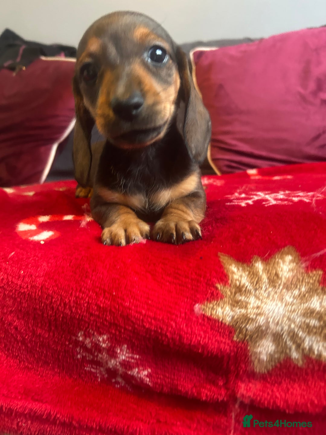Miniature Dachshund dogs for sale: Miniature dachshund puppy’s  - Advert 19