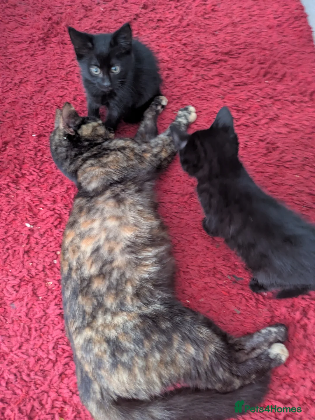Mixed Breed cats for sale: 4 lovely kittens - Advert 1