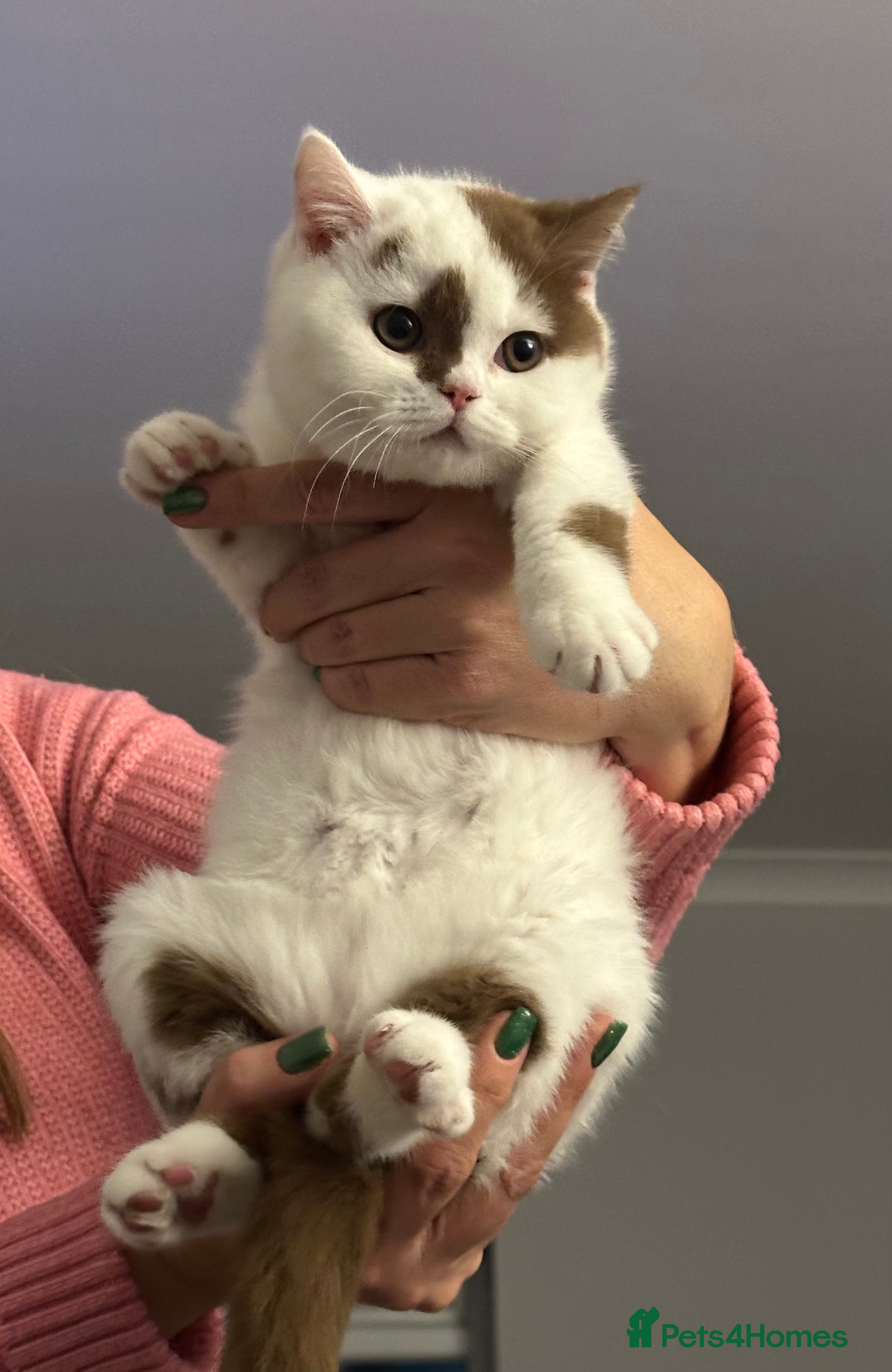 British Shorthair cats Cinnamon and white British Shorthair TICA - Advert 6