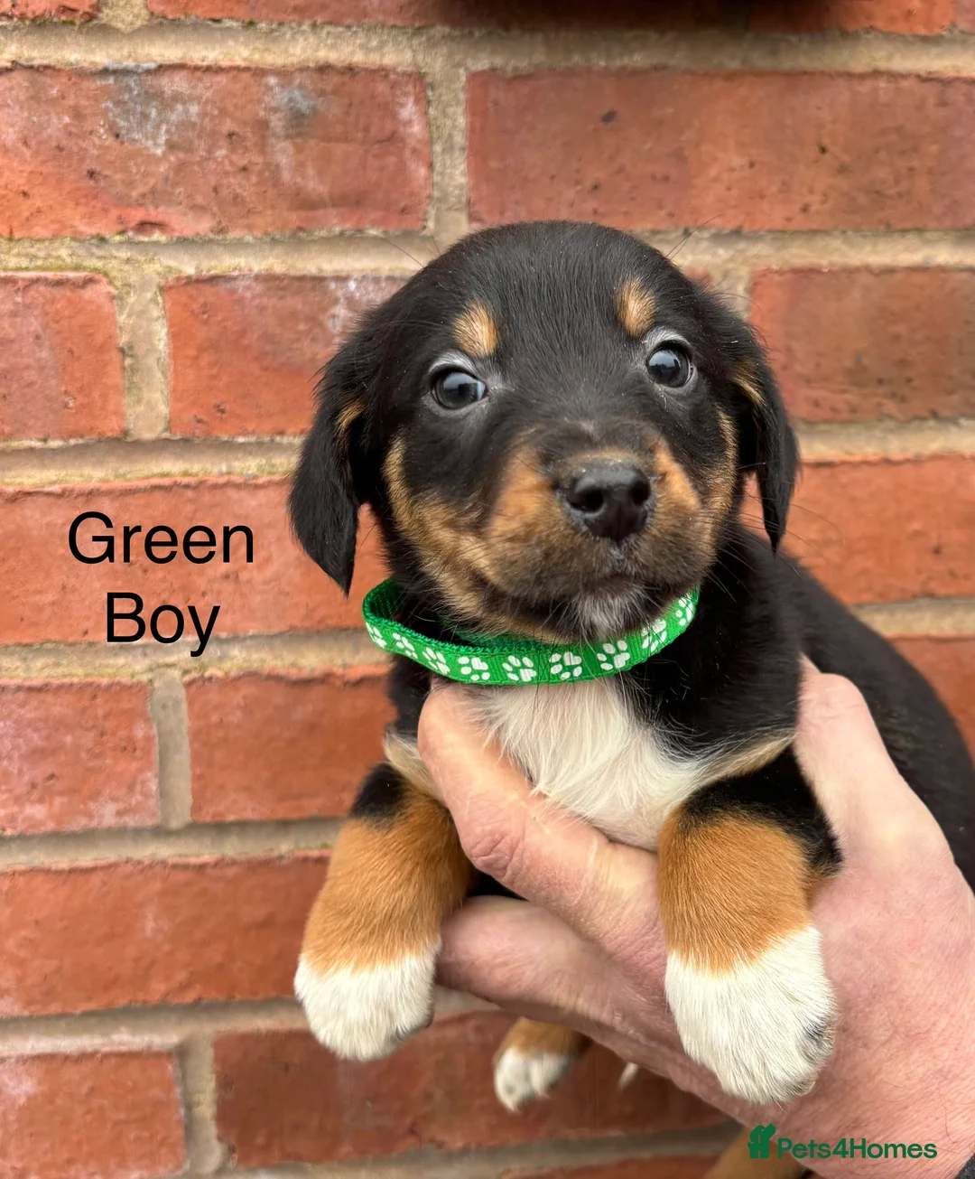 Mixed Breed dogs for sale: Cocker X Collie Puppies - Advert 9