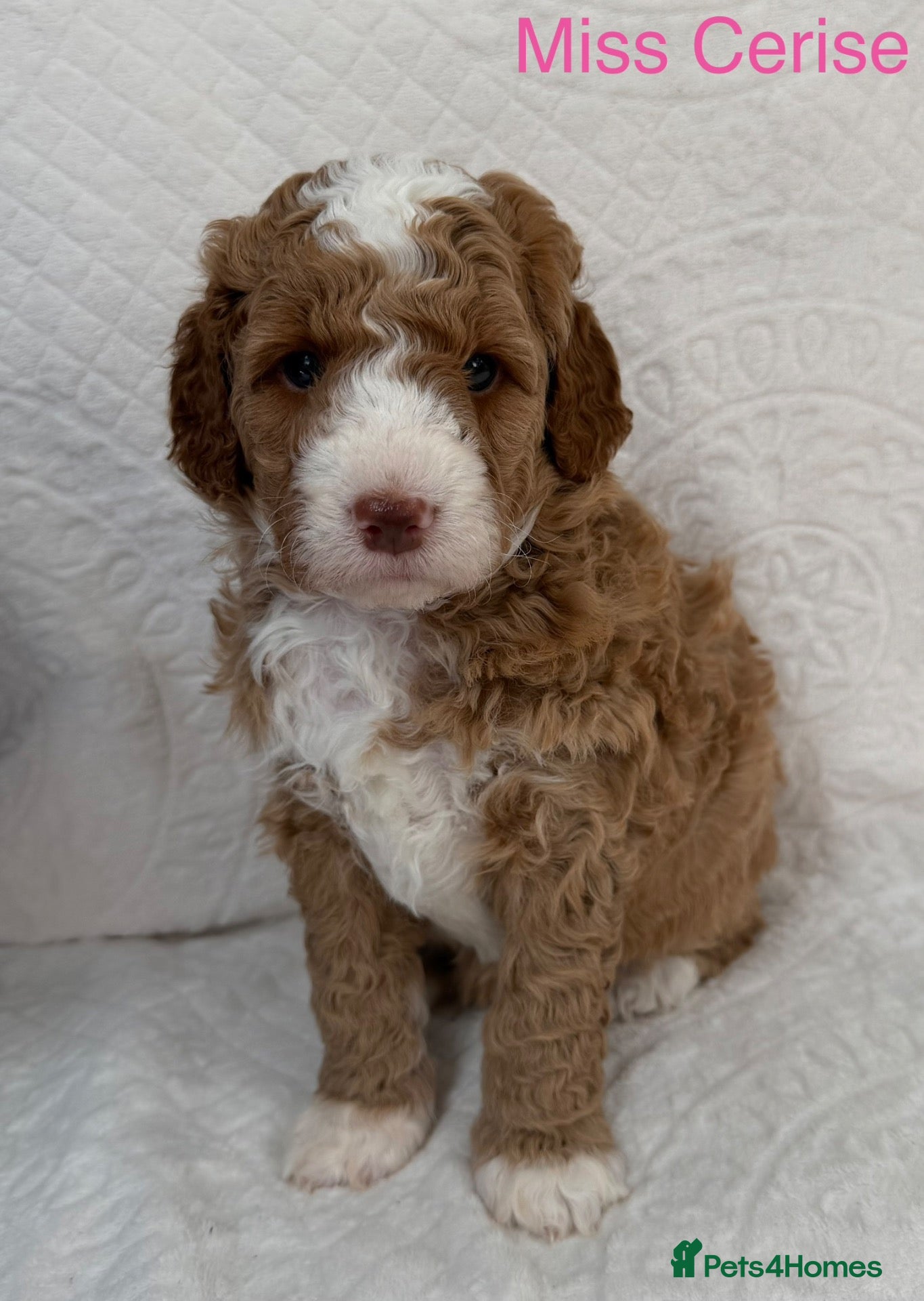 Australian Labradoodle dogs Fabulous Australian Labradoodle Puppies - Advert 2