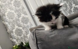 Mixed Breed cats for sale: Beautiful X Mainecoon babies  - Image 13