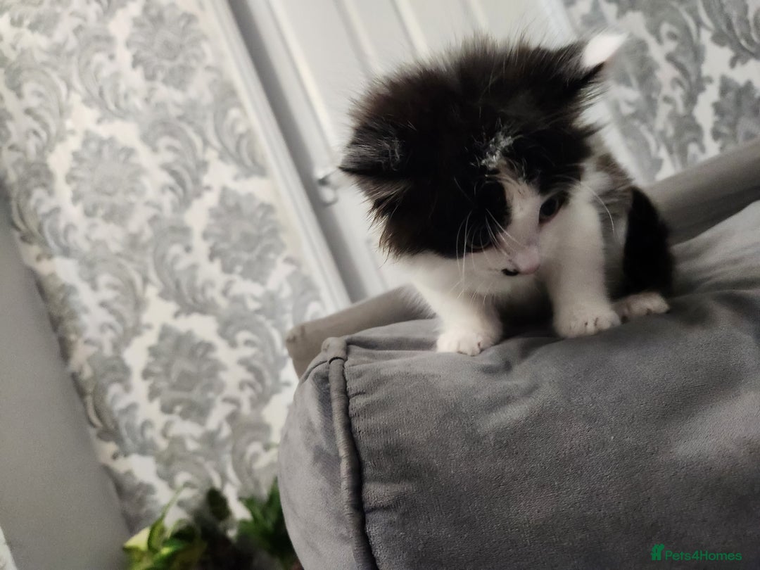 Mixed Breed cats for sale: Beautiful X Mainecoon babies  - Image 13