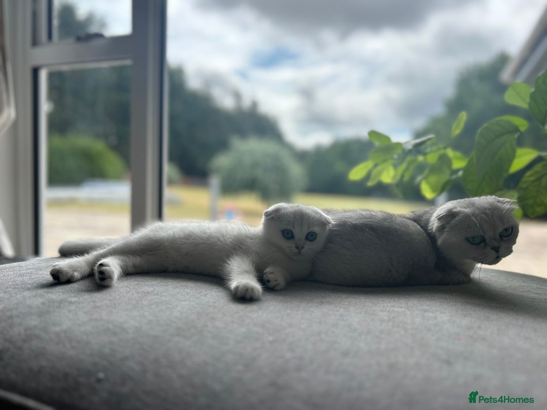 Scottish Fold cats for sale: LAST ONE - READY to LEAVE - PEDIGREE  - Image 17