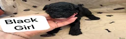 Cavapoochon dogs for sale: 🐾CAVAPOOCHON PUPPIES🐾 - Advert 11