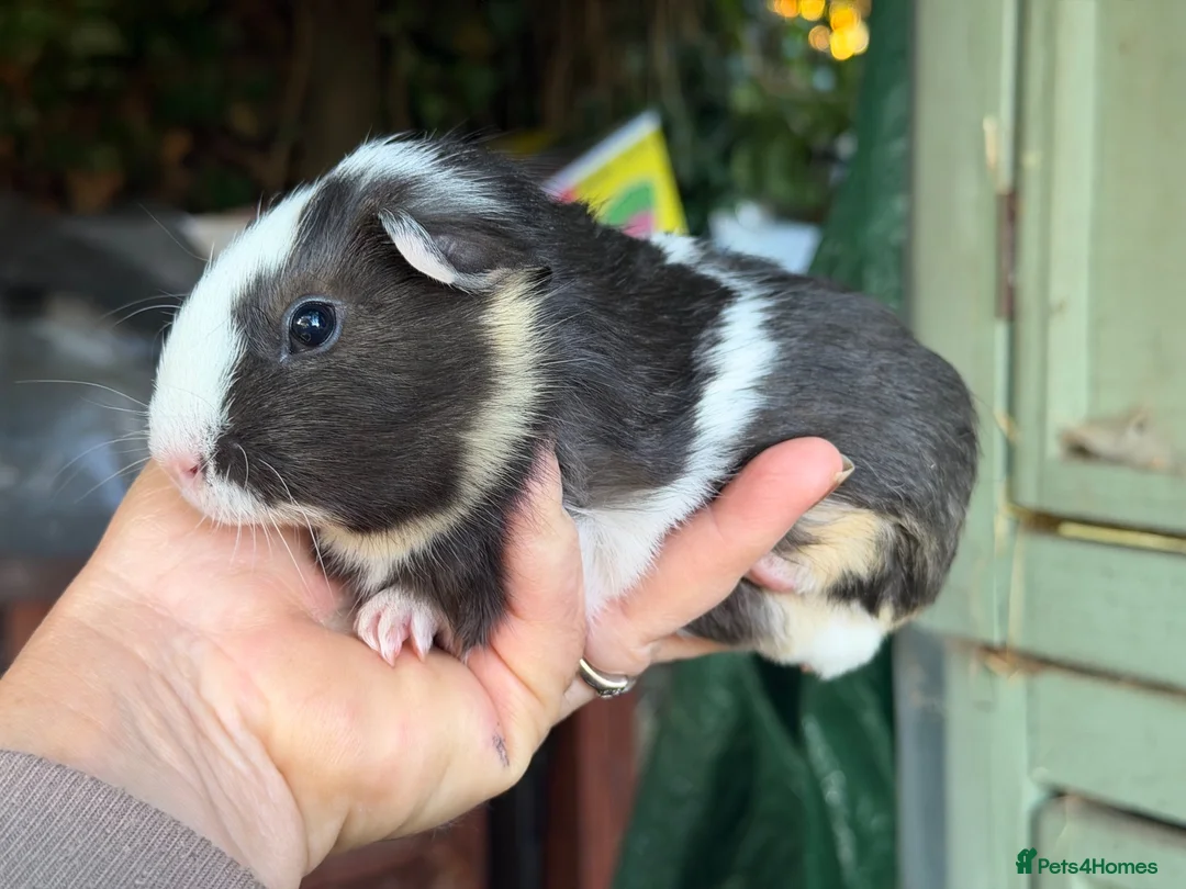 Guinea Pig rodents for sale: Pair of brothers - Advert 2