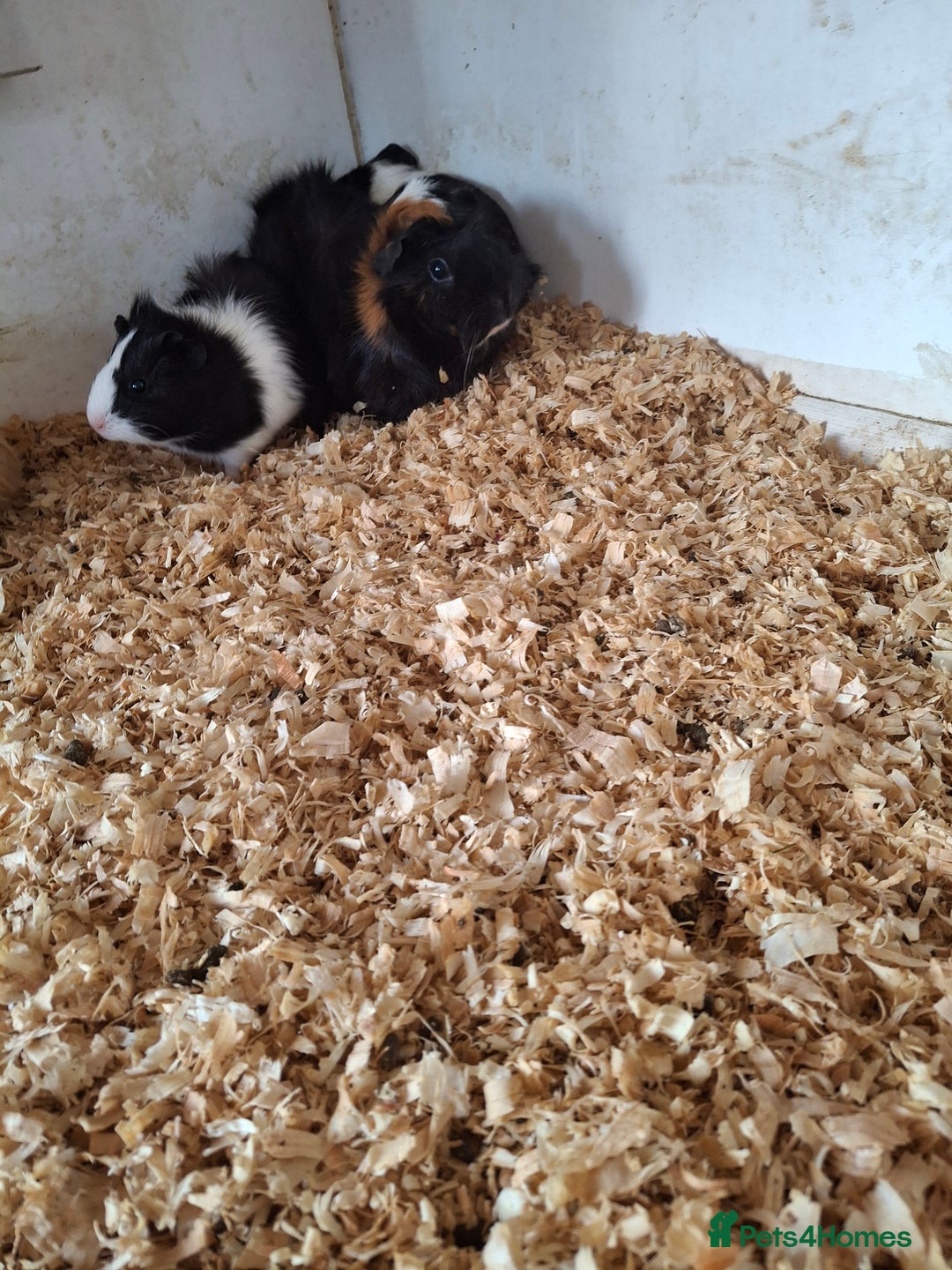 Guinea Pig rodents for sale: Female guinea pigs, various ages - Image 7