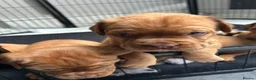 Dogue De Bordeaux dogs for sale: Bordeaux Babies - Advert 6