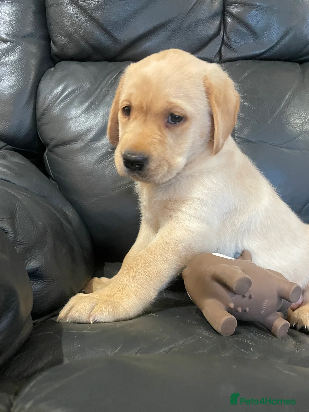 Labrador Retriever dogs for sale: Yellow Labrador puppies - Advert 13