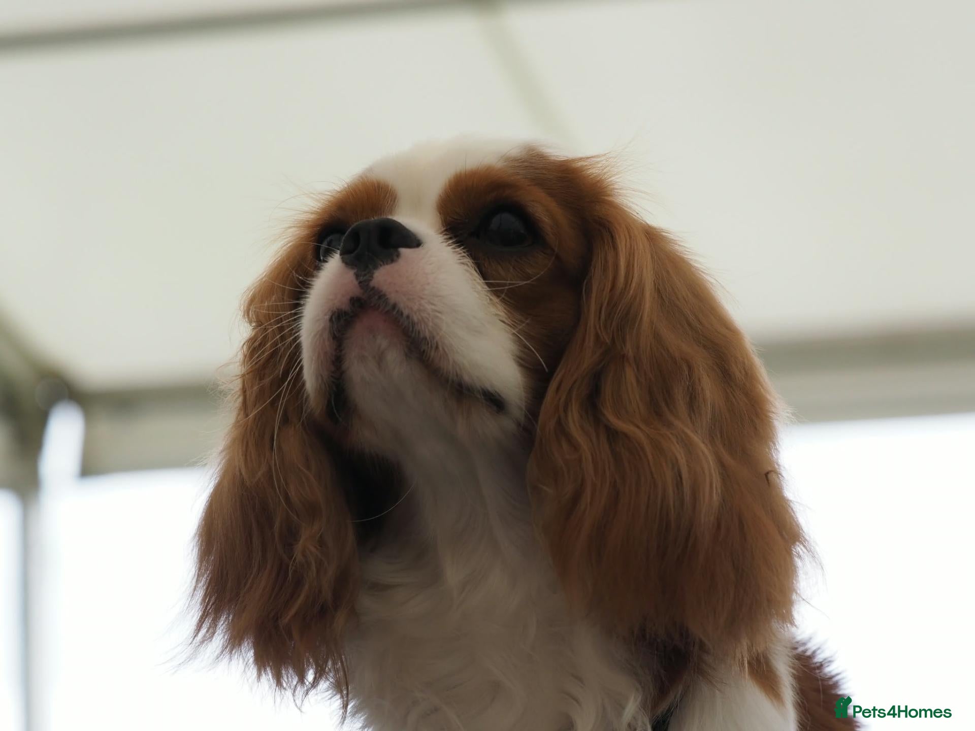 Cavalier King Charles Spaniel dogs for sale: KC Health Tested Cavalier King Charles Spaniel Dog - Advert 2