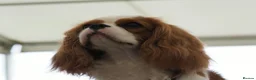 Cavalier King Charles Spaniel dogs for sale: KC Health Tested Cavalier King Charles Spaniel Dog - Advert 2