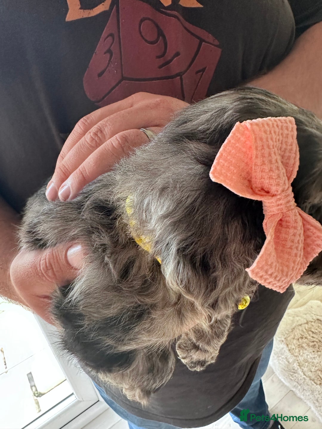 Mixed Breed dogs for sale: Beautiful Sproodle puppies stunning  - Image 31