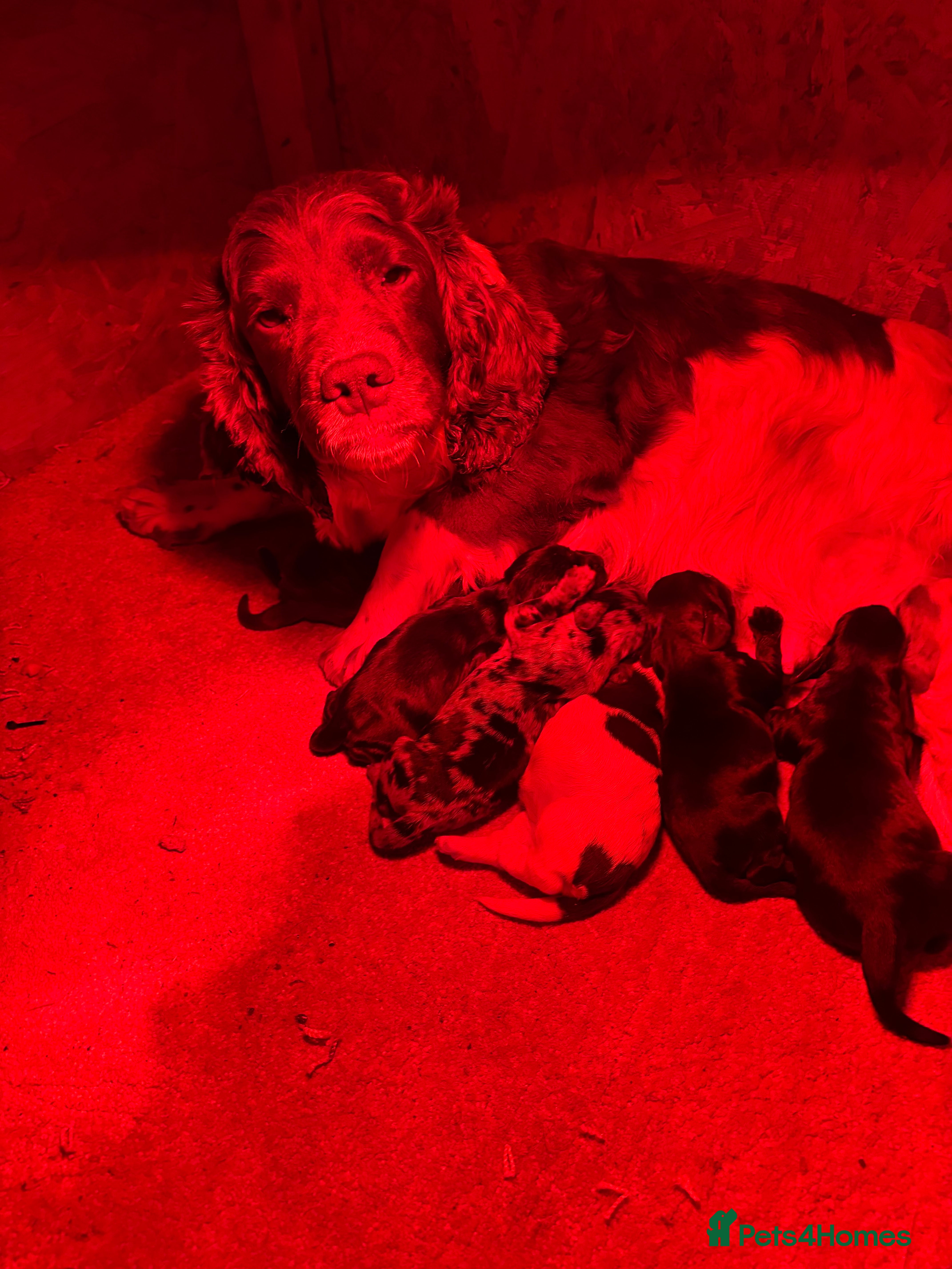 Cocker Spaniel dogs Cocker spaniel puppies  - Advert 1