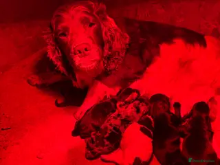 Cocker Spaniel dogs Cocker spaniel puppies - Advert 9