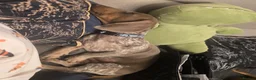 Miniature Dachshund dogs for sale: Rehome a Gorgeous little boy - Advert 8