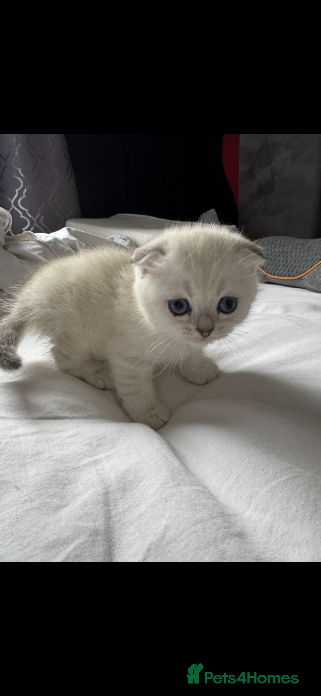 Scottish Fold cats for sale: 2 Stunning Scottish Fold Litters Available - Advert 3