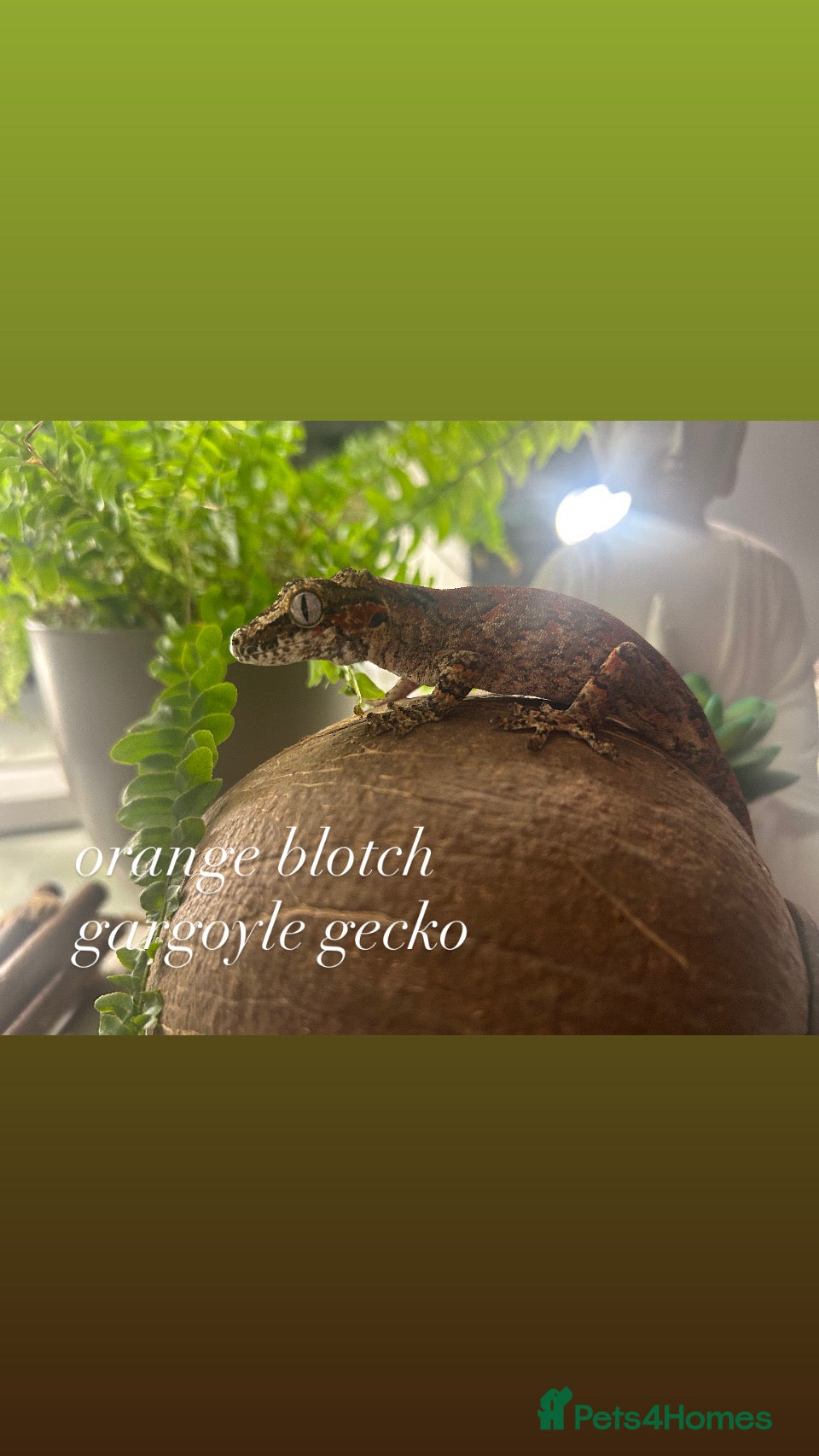 Mixed Breed reptiles Multiple Reptiles - Advert 21