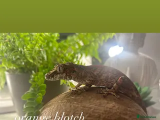 Mixed Breed reptiles Multiple Reptiles - Advert 21