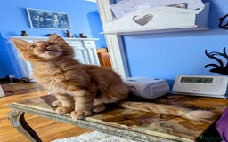 Maine Coon cats for sale: Beautiful Pedigree Maine Coon Kittens  - Image 23