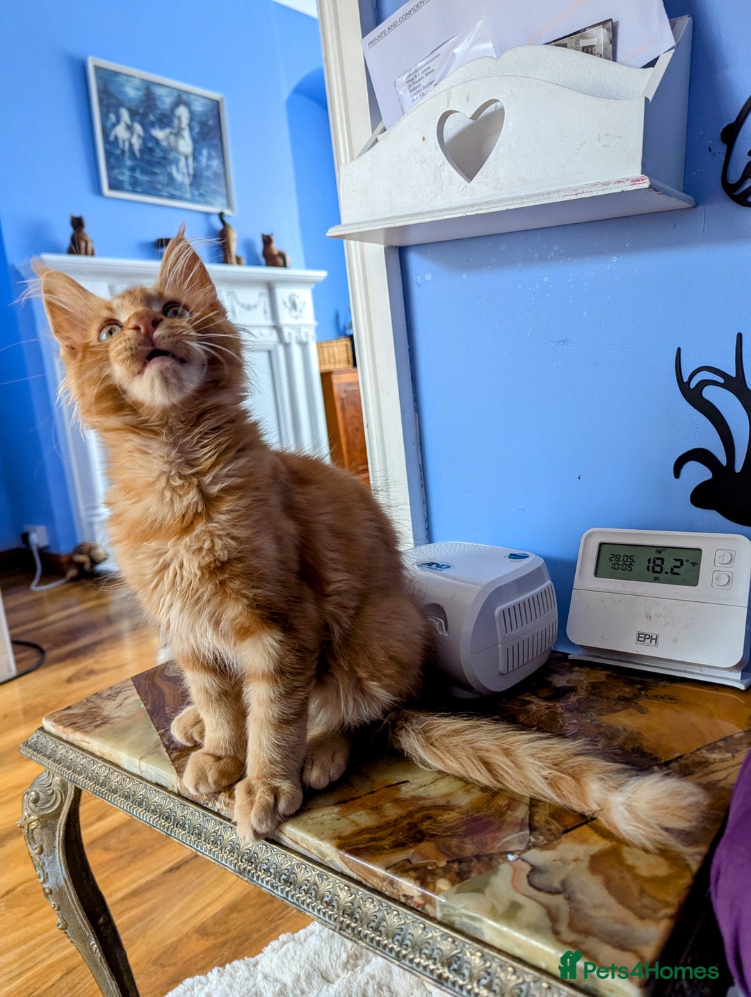 Maine Coon cats for sale: Beautiful Pedigree Maine Coon Kittens  - Image 23