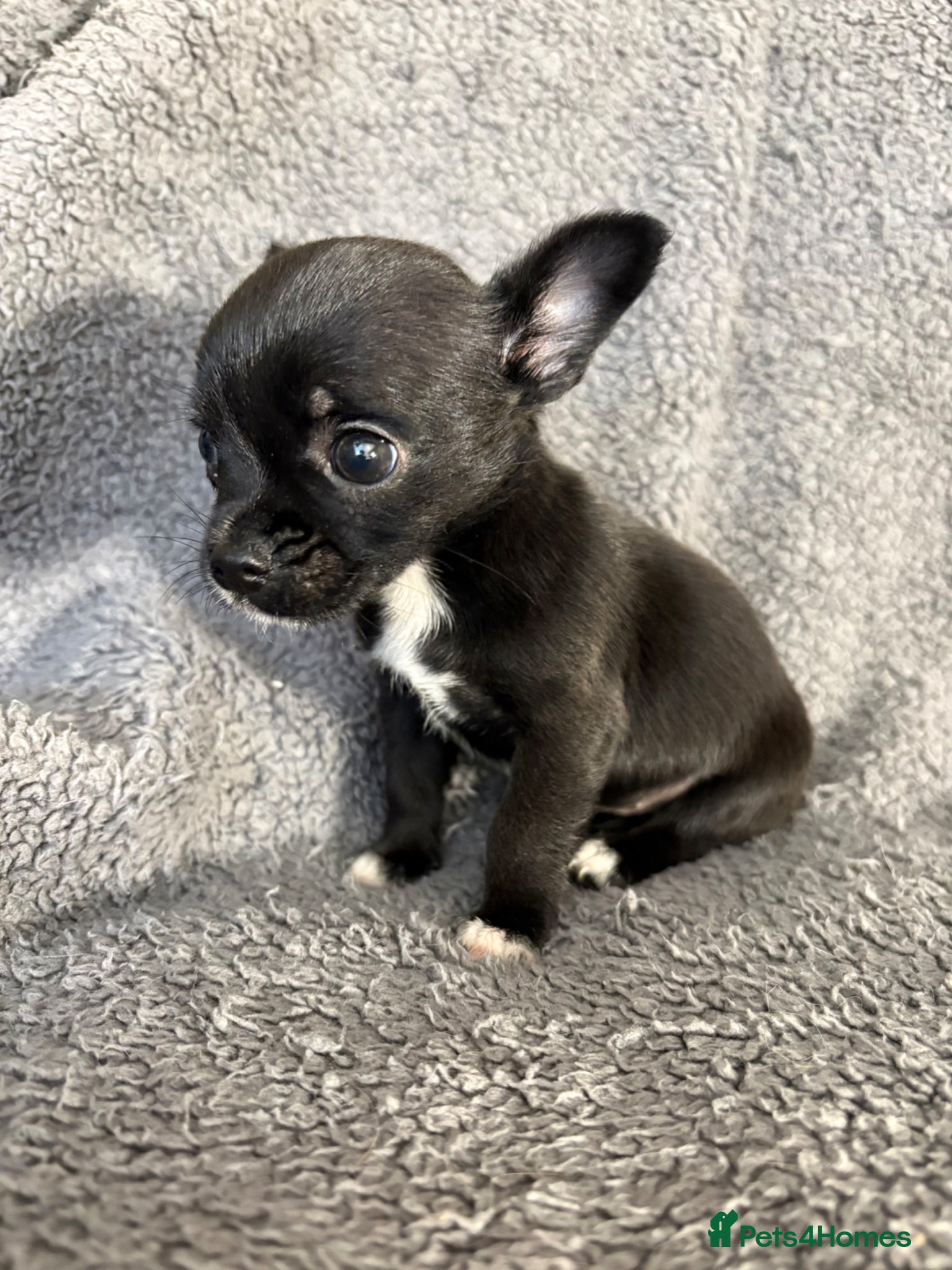 Chihuahua dogs One only - Female chihuahua puppy, russian lines - Advert 8