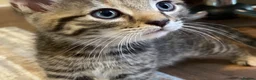 Mixed Breed cats for sale: 6 Adorable Kittens - Advert 15