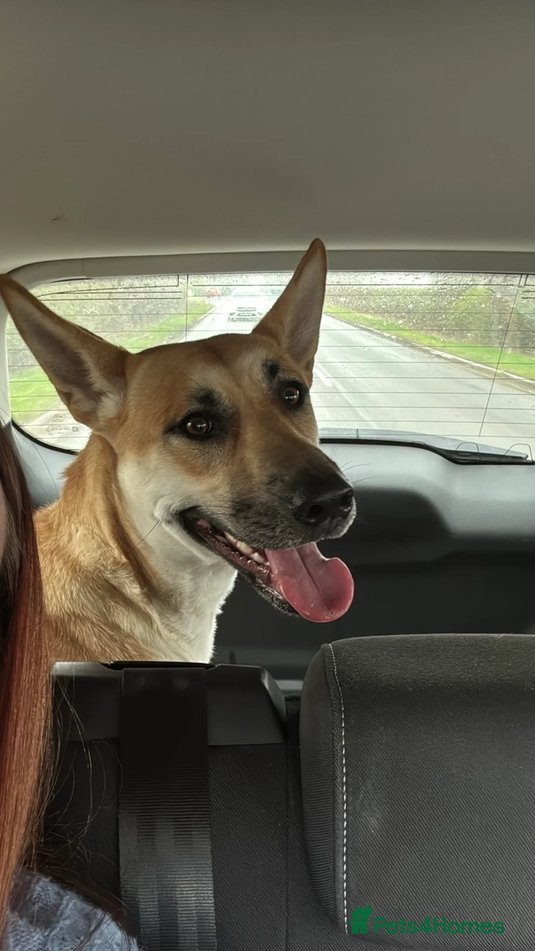 German Shepherd dogs for sale: Beautiful German Shepherd  - Advert 1