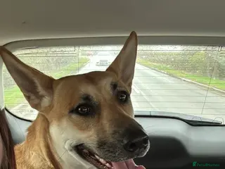 German Shepherd dogs Beautiful German Shepherd - Advert 1