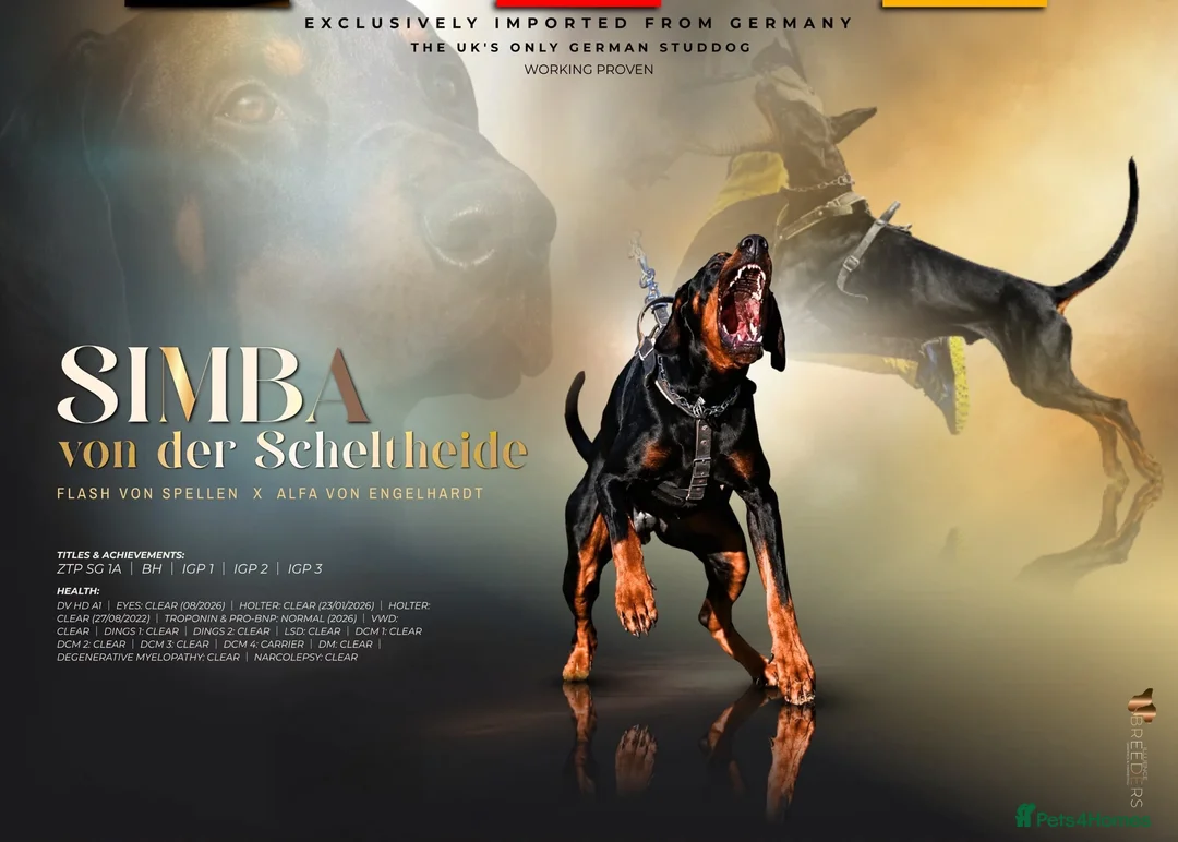 Dobermann dogs for sale: Dobermann 2 boys 2 girls  - Advert 2