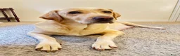 Labrador Retriever dogs for sale: 2 Red Fox Boys, Yellow Boy & Pale Yellow Girl - Advert 1